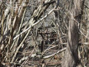 Rosa 02 - Rara waar ben ik